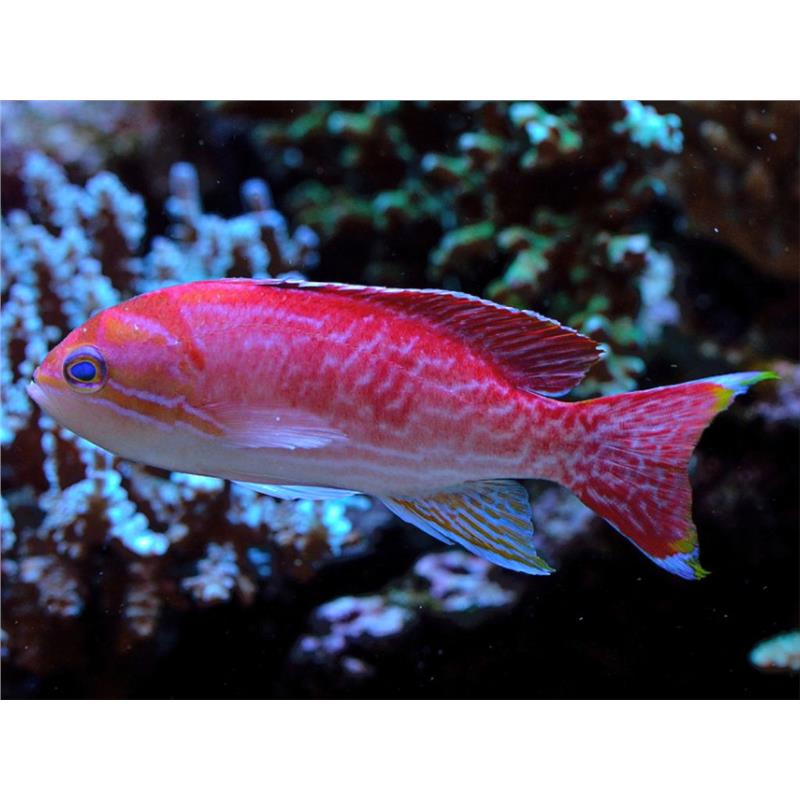 Pseudanthias Bimaculatus (Two-spot Basslet) - imagine 3